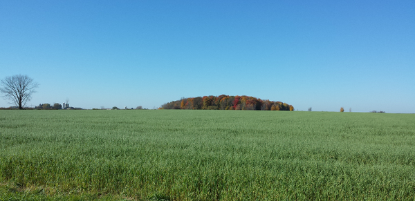 Wheat field and fall forest